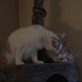 https://be.holidog.com/ImagesPetSitters/77D9963E-4BA0-4BB0-9510-898EFE18C786_square_120.jpg Federica-332305-0