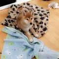 https://be.holidog.com/ImagesPetSitters/7869E4FE-9D0A-48BF-86D9-75F442EADAEA_square_120.jpg Prendre-soin-de-votre-chien--25602-3