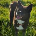 https://be.holidog.com/ImagesPetSitters/786CD896-DC65-46F6-B2DF-E2A1B3717A98_square_120.jpg Charlotte-B,-comportementaliste-669-3