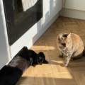 https://be.holidog.com/ImagesPetSitters/78E797EC-4487-41DC-83B4-5E761A89B80C_square_120.jpg Dog-&-Cat-Friend-51734-1
