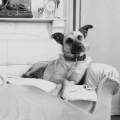 https://be.holidog.com/ImagesPetSitters/79F8E7E0-8A14-45A5-8290-47A861FA01B2_square_120.jpg Grande-adoratrice-345746-0