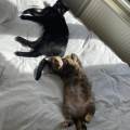 https://be.holidog.com/ImagesPetSitters/7A14A480-E0D6-433B-ADBE-347888BC2884_square_120.jpg Dog-&-Cat-Friend-51734-0