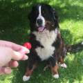 https://be.holidog.com/ImagesPetSitters/7A911F34-57DE-4D8B-841D-76BBC1C26FE4_square_120.jpg Margot-355853-1