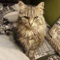 https://be.holidog.com/ImagesPetSitters/7B2B13AA-C300-4D8F-9940-8688288BF8C4_square_120.jpg Gaga-des-chats-21348-0