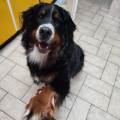 https://be.holidog.com/ImagesPetSitters/7B3D2F79-451B-479E-9EF1-63135CDB0B9C_square_120.jpg L'amie-des-animaux-95458-3