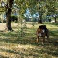 https://be.holidog.com/ImagesPetSitters/7DC55B40-3917-4C39-AC9F-43DFB497C04B_square_120.jpg L'amie-des-bêtes-<3-44799-2