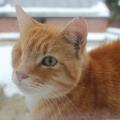 https://be.holidog.com/ImagesPetSitters/7E79DEA7-0936-4704-9943-05E424A470C9_square_120.jpg Votre-animal-entre-de-bonnes-mains-121560-1