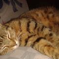 https://be.holidog.com/ImagesPetSitters/7F199452-D6C4-4515-B370-9A0851E86DAB_square_120.jpg La-maison-caline-73832-0