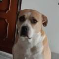 https://be.holidog.com/ImagesPetSitters/7F339036-D497-450A-B1C5-D2B8363BD63F_square_120.jpg Amico-degli-animali-143254-0