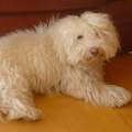 https://be.holidog.com/ImagesPetSitters/7FCEBC4B-E63B-4AC4-8AC5-2818BD6D4372_square_120.jpg complicité-chiens-et-chats--294059-3