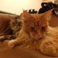 https://be.holidog.com/ImagesPetSitters/80067723-CA29-46CD-A3E8-B4E49CCF8E20_square_120.jpg Ospito-gatti-e-cani--67632-2