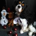 https://be.holidog.com/ImagesPetSitters/802DE571-345D-4A53-AE36-04A98B5AFD12_square_120.jpg Super-petsitter-pr-chats-et-chiens-37435-0