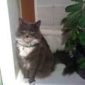 https://be.holidog.com/ImagesPetSitters/803DAF1D-126F-4F9D-8B41-CE505254CD5B_square_120.jpg L'amoureuse-des-chats-20328-3