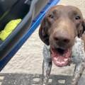 https://be.holidog.com/ImagesPetSitters/80AAFEA5-3B28-4B9F-8E44-71182111B26D_square_120.jpg Passionnée-par-les-animaux--96467-2