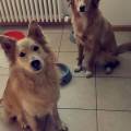 https://be.holidog.com/ImagesPetSitters/81088955-AD03-4F2F-9B4C-EE2EFA425572_square_120.jpg "Su-di-me-Diana"-165736-0