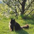 https://be.holidog.com/ImagesPetSitters/829A0AE6-28B2-4B51-AF71-A0BCE9380DC6_square_120.jpg Amoureuse-des-animaux--51307-1