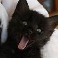 https://be.holidog.com/ImagesPetSitters/82A47D61-5EDC-4FD2-B28C-BB92A8B9D096_square_120.jpg Au-bonheur-des-animaux-...-49329-0