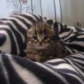 https://be.holidog.com/ImagesPetSitters/83B6961E-77B3-4031-A6D7-EA246D22FFE1_square_120.jpg Petsitter-Ă -Angers-136478-3