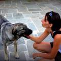 https://be.holidog.com/ImagesPetSitters/855B81BD-7666-49FE-9AEE-832CF65426CB_square_120.jpg Promenade-de-vos-loulous!-19089-2