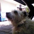 https://be.holidog.com/ImagesPetSitters/861B2255-5DFE-4222-A1BD-CF7C56783EA1_square_120.jpg Coccole-per-tutti-gli-animali-808-2