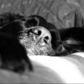 https://be.holidog.com/ImagesPetSitters/869C9700-A94F-47D7-AD0A-B4C360DFB3D5_square_120.jpg Casa-vacanza-da-Olivia-6052-2