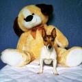 https://be.holidog.com/ImagesPetSitters/87E3641B-9570-4847-BF38-3603753FB31D_square_120.jpg L'Arche-de-Noé-121855-0