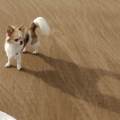 https://be.holidog.com/ImagesPetSitters/88659CF0-EC86-4705-A533-BC9D5C6A1E42_square_120.jpg Les-p'tites-patounes-96270-3