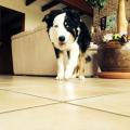 https://be.holidog.com/ImagesPetSitters/8871F429-7BB3-4E8F-BA71-505211AB2007_square_120.jpg 11120-0