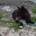 https://be.holidog.com/ImagesPetSitters/888F96FB-CA98-4BFA-B043-EF90ABAD8DAC_square_120.jpg Amo-tutti-gli-animali!-14342-3