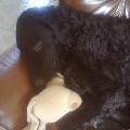 https://be.holidog.com/ImagesPetSitters/88B760EA-BC8F-4F31-AB60-936EC56C00B1_square_120.jpg 5321-0