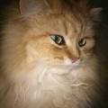https://be.holidog.com/ImagesPetSitters/88CAE7DB-0703-4D8B-A986-57403F3FE10E_square_120.jpg Margot-355853-2