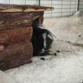 Passionnée-des-animaux-à-Ans-104000-1