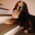 https://be.holidog.com/ImagesPetSitters/8A1A3CAB-54F0-4377-9F48-81DABD3A655E_square_120.jpg AMORE-PER-GLI-ANIMALI-26775-3