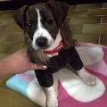 https://be.holidog.com/ImagesPetSitters/8A374ECA-CE11-4D61-A96A-09376AAD50BA_square_120.jpg 5194-0