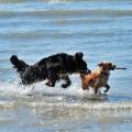 https://be.holidog.com/ImagesPetSitters/8AD9AA0A-39EC-4112-940C-9C282E7F197F_square_120.jpg Coccole-e-avventure-32776-1