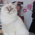 https://be.holidog.com/ImagesPetSitters/8AFD82E0-E154-4B02-8DD0-127DDEF1E12C_square_120.jpg Le-paradis-des-artistochats-3846-1