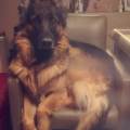 https://be.holidog.com/ImagesPetSitters/8C3C865E-6E41-466C-8766-4B8A9A79EDA5_square_120.jpg Etudiante-vété-propose-petsitting-2354-0