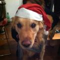 https://be.holidog.com/ImagesPetSitters/8C736B01-F1E1-4D27-A00B-2AA7BB9E8F0A_square_120.jpg Il-s'ennuiera-pas-!!--9698-2