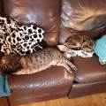 https://be.holidog.com/ImagesPetSitters/8C85B6EA-9768-4409-9871-0494AEE29C2D_square_120.jpg 439646-2