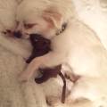 https://be.holidog.com/ImagesPetSitters/8CFAF4EB-A624-43A9-9C84-5612F336A973_square_120.jpg Maman-Chihua'-333289-0