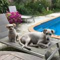 https://be.holidog.com/ImagesPetSitters/8D161740-0174-42EF-A7A9-63C89B0A5079_square_120.jpg Pet-Paradise--497789-1