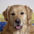 https://be.holidog.com/ImagesPetSitters/8D2029FF-7B65-4106-A46D-1CAC42D3098F_square_120.jpg La-maison-des-animaux-79452-0