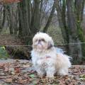 https://be.holidog.com/ImagesPetSitters/8DEEA11F-8FAD-46C4-AFF4-EE8ED17CB981_square_120.jpg Promeneuse,-petsitter-15562-1