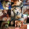 https://be.holidog.com/ImagesPetSitters/8F3CD5FF-15DC-4626-BB3F-B59EC0ED9A90_square_120.jpg Etudiante-en-technologie-animalière-42143-0