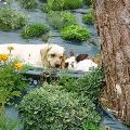 https://be.holidog.com/ImagesPetSitters/8F776EB9-A68A-4534-9BAB-A14EBB3C88A2_square_120.jpg poiles-et-plumes-=)--59664-2