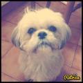 https://be.holidog.com/ImagesPetSitters/9099A135-D324-46BE-AB48-3299D88E300B_square_120.jpg La-colocation-des-animaux-177921-3