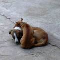https://be.holidog.com/ImagesPetSitters/90A2D557-574A-44E0-93FB-62F6E731B868_square_120.jpg Tanto-affetto,giochi-e-coccole..-116097-1