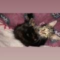 https://be.holidog.com/ImagesPetSitters/912E15C5-FF23-41F6-817E-BB6E9AB46D7E_square_120.jpg La-paix-pour-les-animaux--49345-0