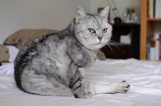 pet-sitter bru olivia 07a5323d-5003-4991-a41c-49ae5ddd0de2