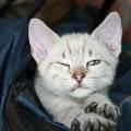 https://be.holidog.com/ImagesPetSitters/91C80AD0-00CF-431F-9F1F-38A41BED9AD3_square_120.jpg 1104-0